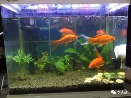 分钟学会新鱼入缸操作，新鱼到家要怎样操作才能确保鱼没事