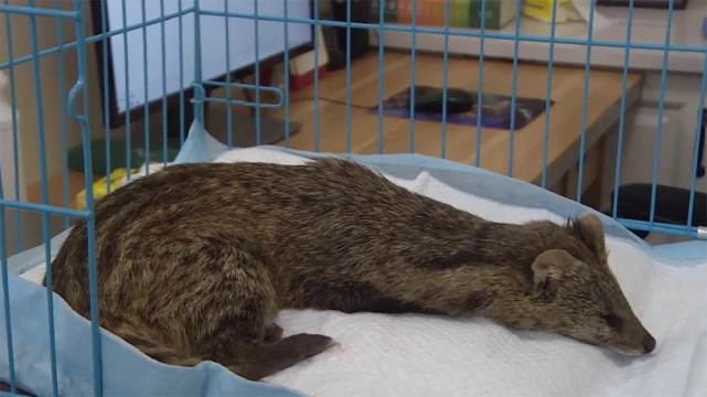 重庆垫江发现一只小灵猫，受伤后顾不上害怕，躲在路边等人救助