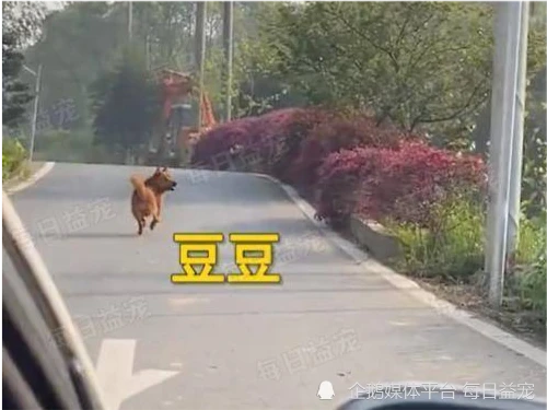 狗狗被好心人收养，为报恩每天亲自送家人上班，两年来风雨无阻！