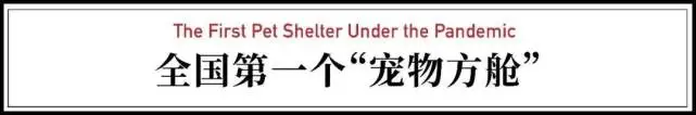 揭秘全国首个“宠物方舱”：它们过得怎么样？