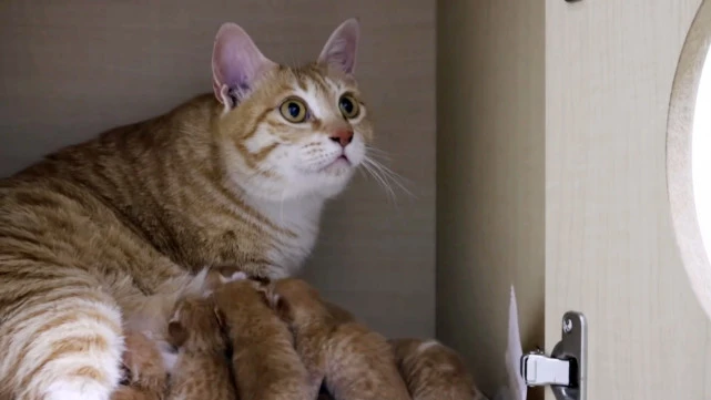 高冷流浪猫忽然变温顺，每天守在门口，原来它是为孩子找好归宿