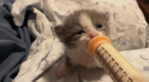 猫趣｜小猫咪出生十几天就离开了妈妈，却意外地交到个青梅竹马的狗朋友