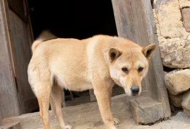 农民喜欢带狗下地，不会干活还到处跑，听听农民朋友怎么说