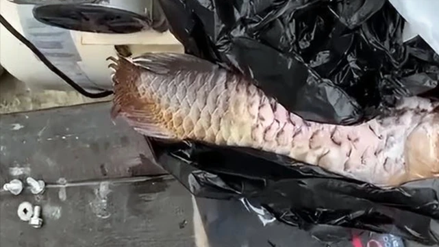 上海一男子为了吃顿肉，将饲养的金龙鱼给宰杀了，下锅时又反悔了