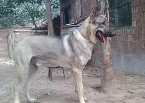 为什么越来越多人养“狼青犬”？网友：养了就不想换狗了