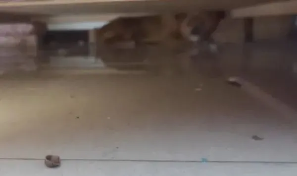 防疫人员上门喂狗，进屋却只见“废墟”不见“狗”……哈哈哈好笑又心疼！