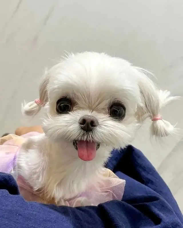 主人晒家里10岁老狗狗的照片，网友酸了：说它10个月也有人信