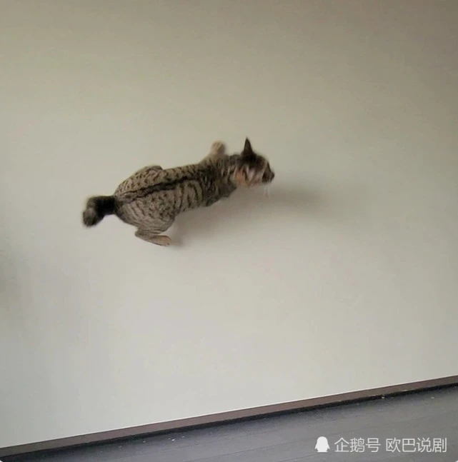 虎斑猫上墙玩耍，超强弹跳力令人傻眼，网友：反重力猫猫上线