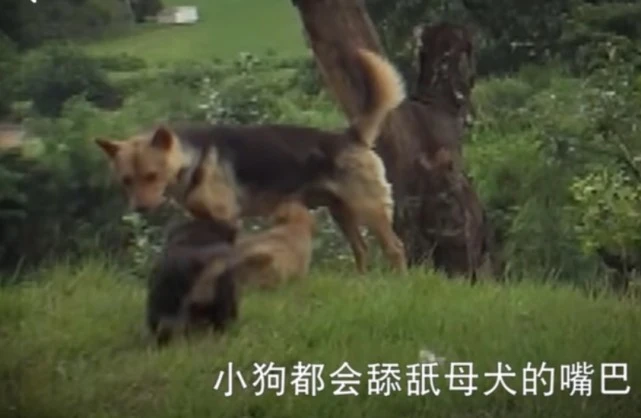 太奇葩了！主人用嘴给狗狗喂食了6年，还让狗狗吸胳膊