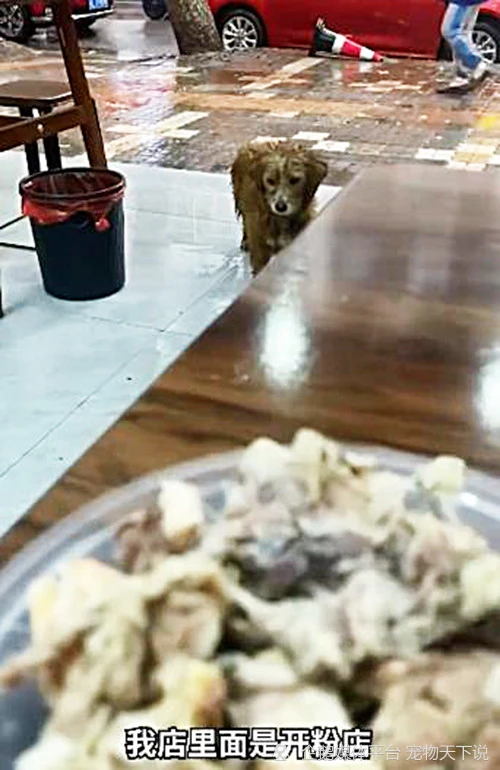 流浪狗在门口躲雨，老板看狗狗太饿了，拿骨头和肉给它吃