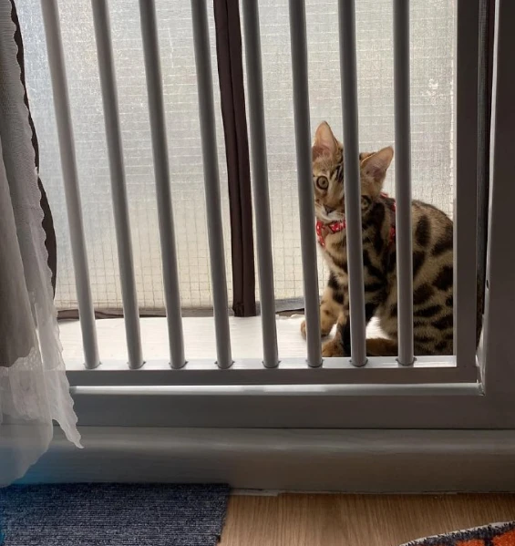 哭了，猫猫“铁窗泪”