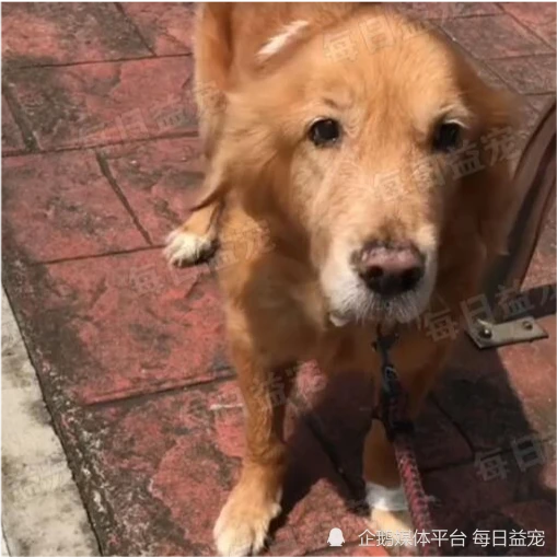 年迈金毛被卖掉，为挽回主人的心，它做了个让众人泪目的举动