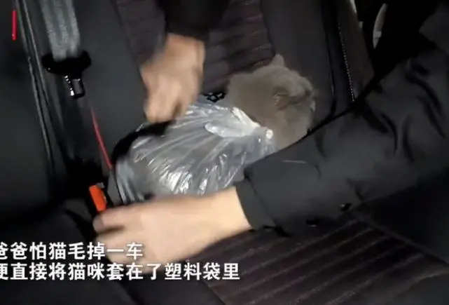 为了避免猫咪掉毛到车上，爸爸将猫咪装进塑料袋：这样没问题了吧