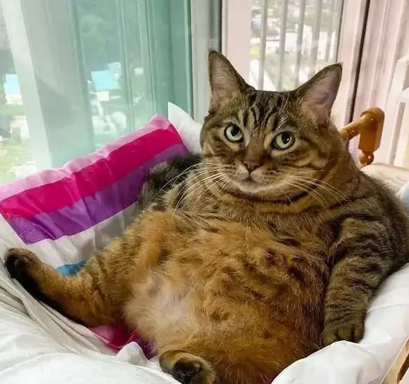 养一只胖猫是怎样的体验？