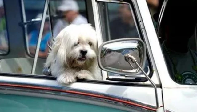 5月，交警严查副驾驶，抓到一次罚200扣3分