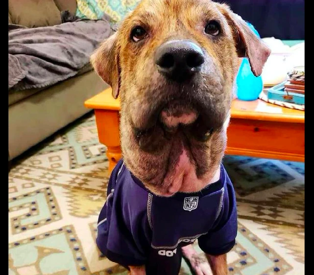 流浪狗的头肿得像猪一样，罪魁祸首竟是根鞋带，人性到底有多险恶