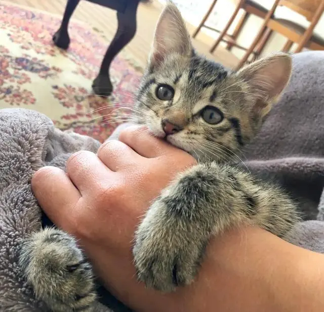 猫咪忽然“咬人”，其实是这些心理