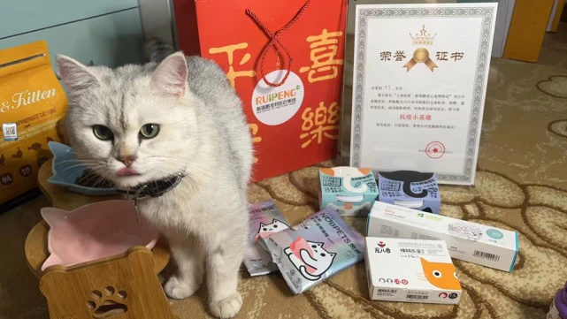 一只深圳猫的“宠物方舱”之旅：“全社区没有宠物在家死亡”