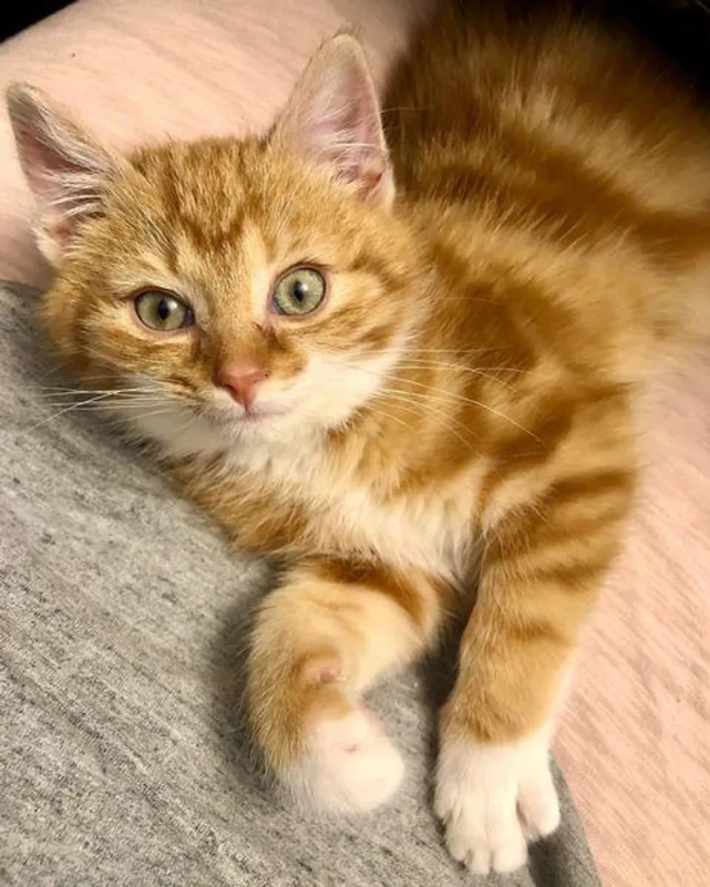 猫趣｜淘气的小橘猫咬电线触电后大难不死，在铲屎官的照料下重获新生