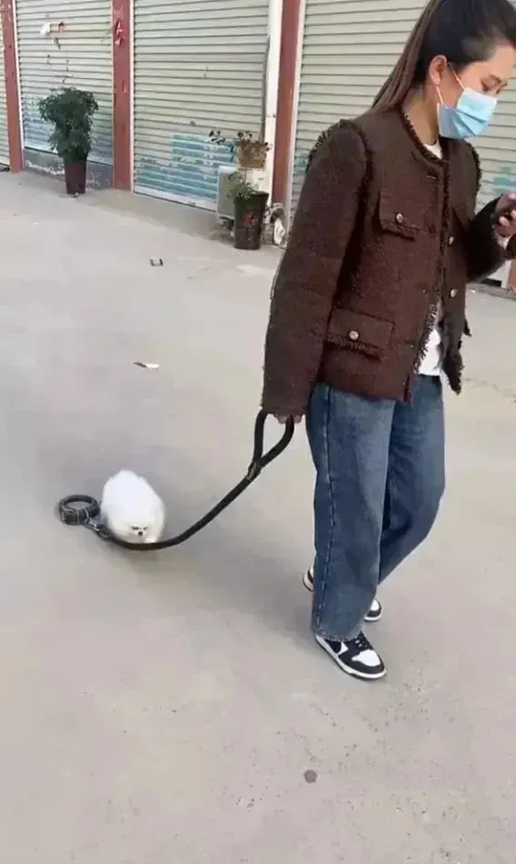 女子边看手机边遛狗，网友看到后：大姐，你这是遛绳呢