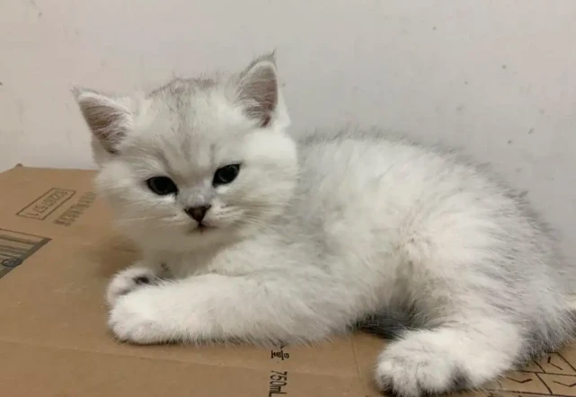 主人被隔离，放一堆猫粮，让猫自食其力，回家后悔自己做错了