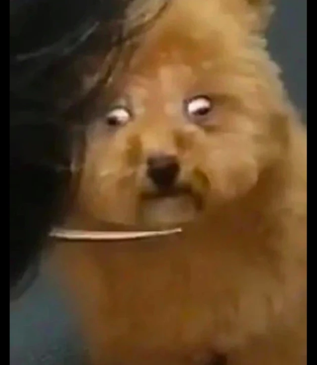 带狗狗去剪毛发，它的小眼神一直盯着剪刀太出戏了：小心一点！