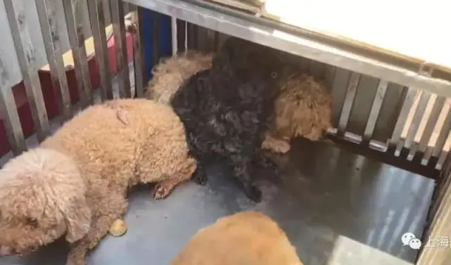 网传月浦镇3只宠物犬被无害化处理？主人发声，宠物已得到悉心照护