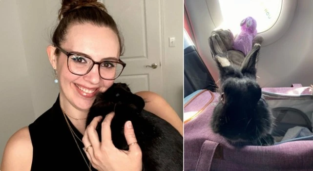 宠物兔和主人外出旅行 两年内飞行里程近9000英里