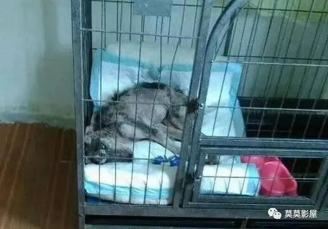 保安好心收养被抛弃的二哈，却被无良业主倒打一耙！