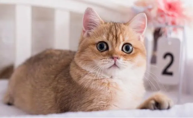 袖虎病猫攻略：猫不出门也会感染猫瘟吗？是！