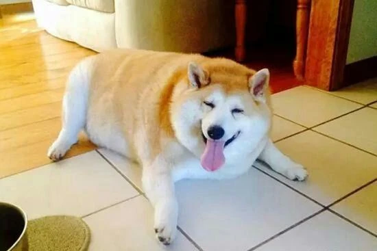 宠物肥胖的原因不只是吃得多！