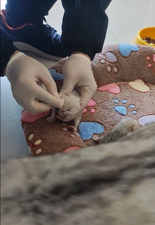 昨天半夜猫妈独自生产，第二天家长们需要做些什么？