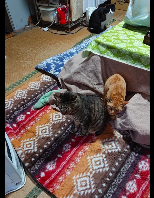 狸花猫占了暖气最佳位置，橘猫在后面委屈巴巴的：让我一点好吗？