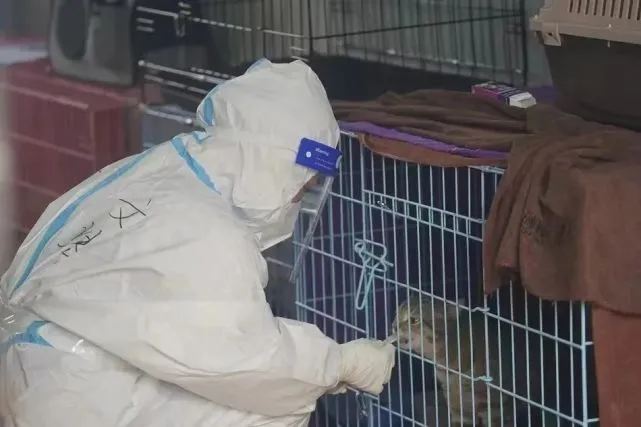 当262只宠物离开主人，深圳“宠物方舱”是如何建成的