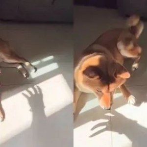 柴犬晒太阳被恶作剧，黑影扑来吓得四处逃窜哈哈哈！