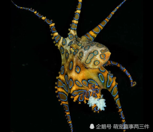 女子海边捡一迷你章鱼，网友惶恐：这画面比俄乌战争更可怕