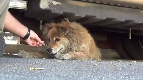 狗狗等待主人十年不肯找新主人，这究竟是怎么回事？