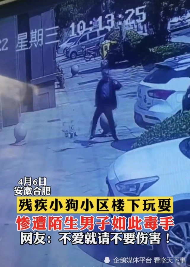 男子脚踢残疾小狗，直接拽着尾巴甩倒一边！网友：不是所有人都值得尊敬