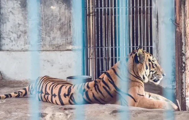 你知道吗？“笼养猫咪”，会让猫咪的性格越来越焦虑