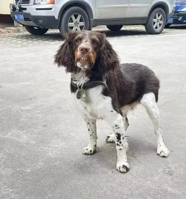 网友以为家里的狗子的牙坏了，但走近一看…