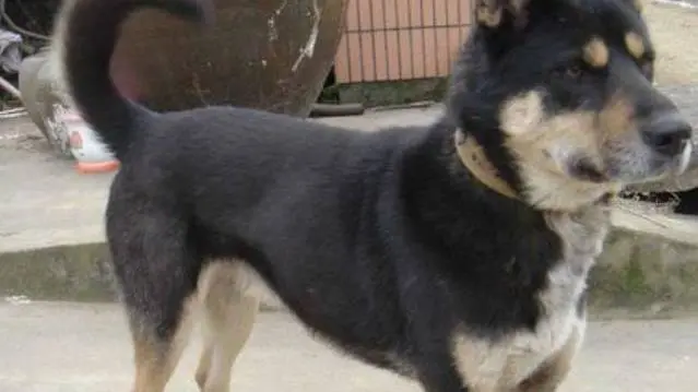 中国苏犬在日本被炒到几万一只，我们却将它当下酒菜