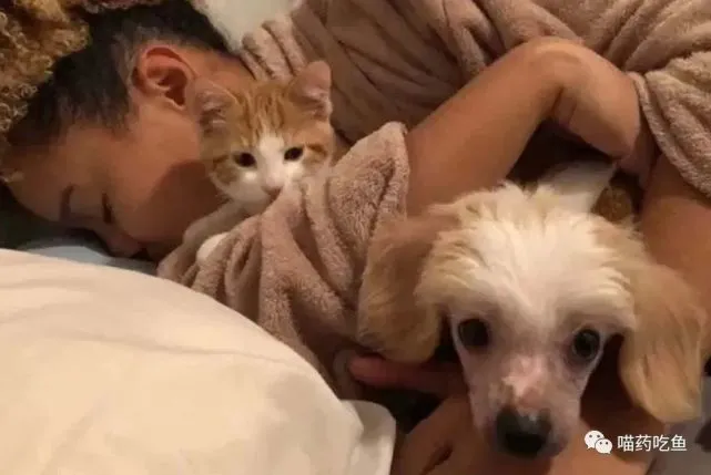 流浪猫慌乱跑进一家宠物店，却对他未来的主人一见钟情