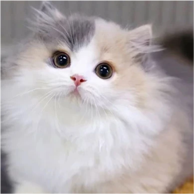 大揭秘——你以为你在喵星人心中是主人！那可不一定哦～