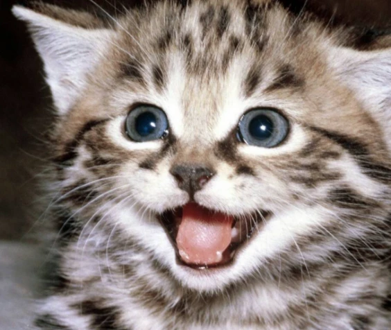 关于猫咪接生的那些事