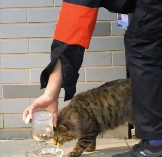 高校流浪猫傍上“长期饭票”，每天找保安大叔2次：不给食物不走