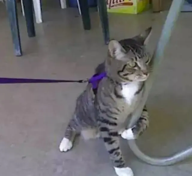 猫咪天天被关在家里，是否有些残忍呢？