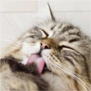 如何判断喵星人是否真正地融入了我们的生活