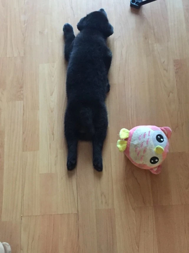 开始，以为只是养了一只狗，后来，发现多了一个家人