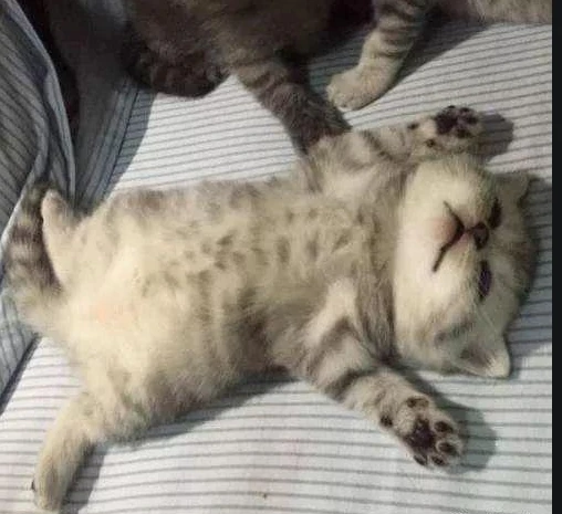 猫咪十条冷知识～