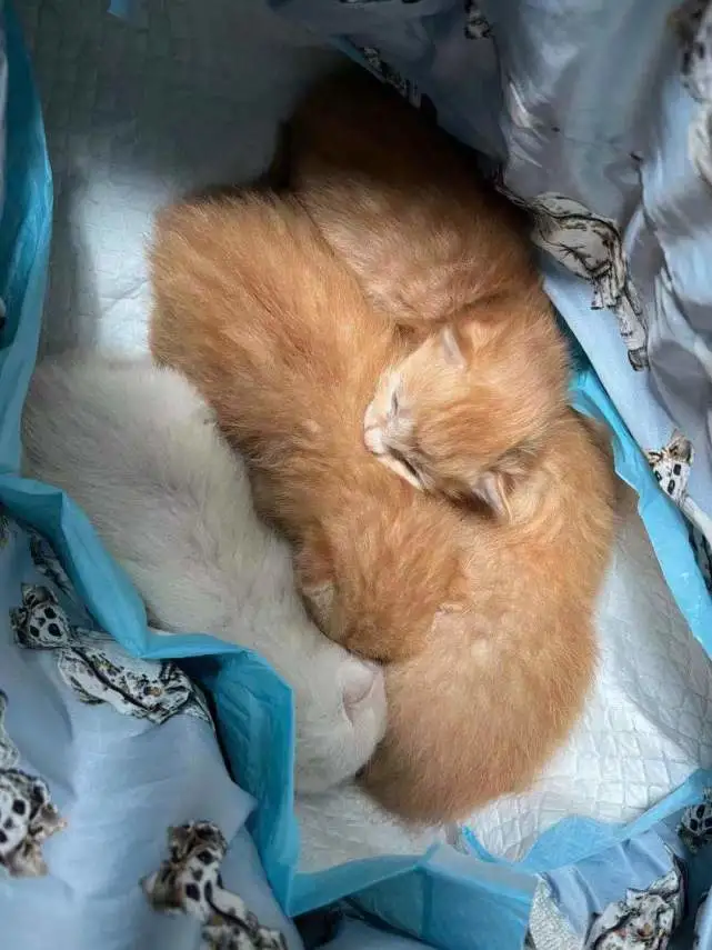 有爱！郑东新区众意路小学为四只小小“流浪猫”安家！